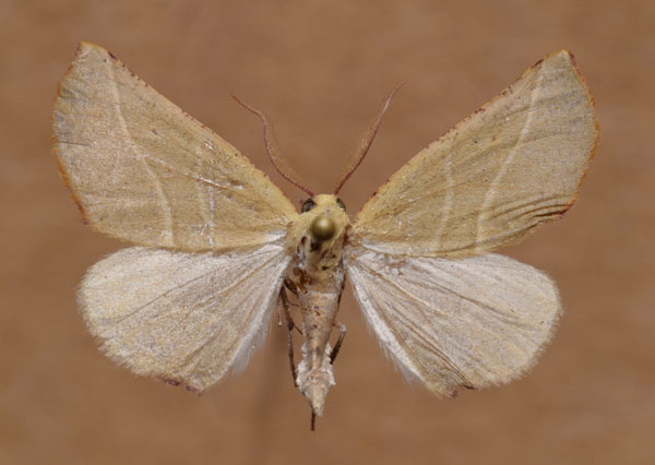 /filer/webapps/moths/media/images/O/olearis_Drepanogynis_AM_Butler.jpg