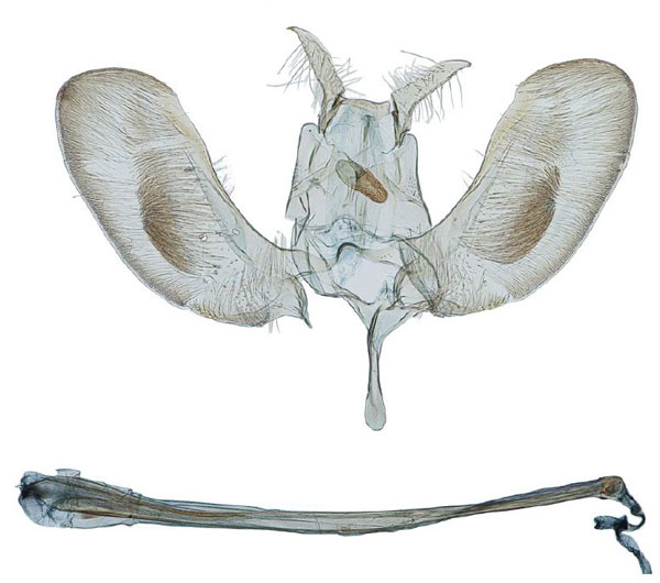 /filer/webapps/moths/media/images/O/oleastrella_Zelleria_GM_Agassiz_1580.jpg