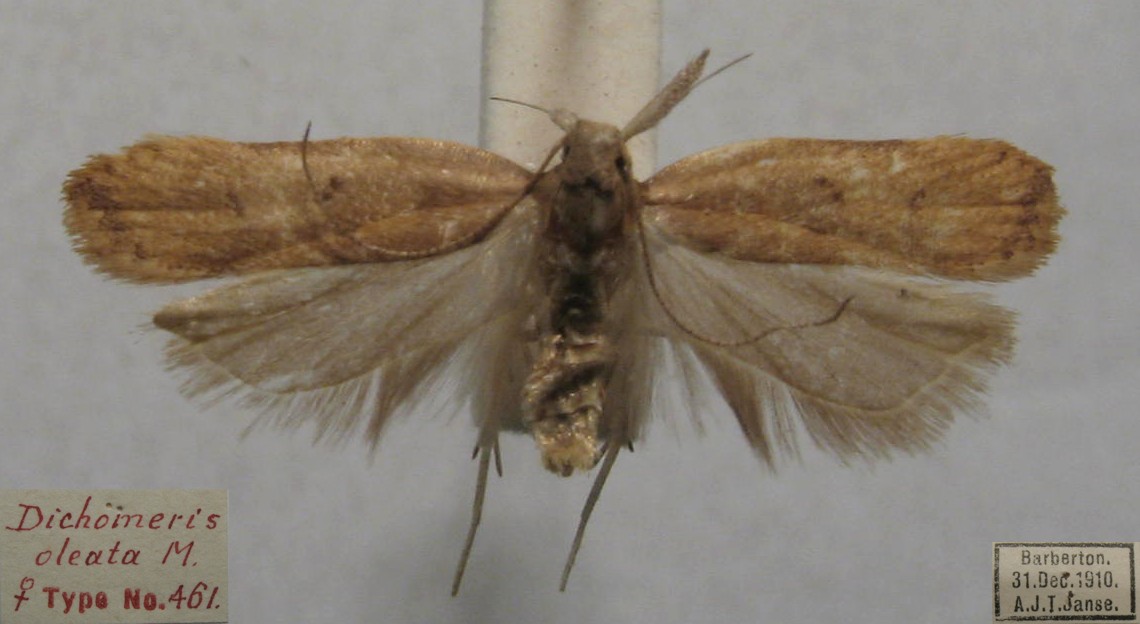 /filer/webapps/moths/media/images/O/oleata_Dichomeris_STF_TMSA.jpg