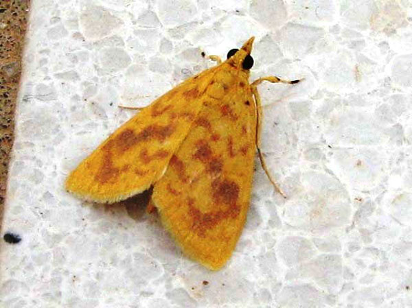 /filer/webapps/moths/media/images/O/olesialis_Pioneabathra_A_Goff_01.jpg