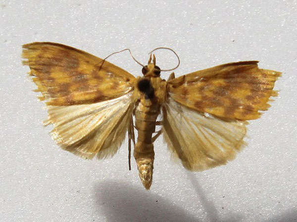 /filer/webapps/moths/media/images/O/olesialis_Pioneabathra_A_Goff_02.jpg