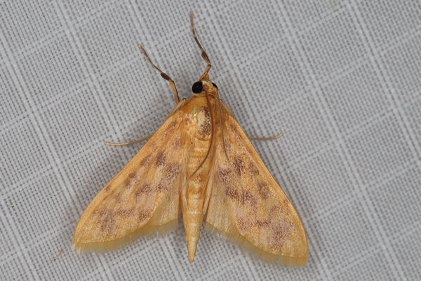 /filer/webapps/moths/media/images/O/olesialis_Pioneabathra_A_Heyns_02.JPG