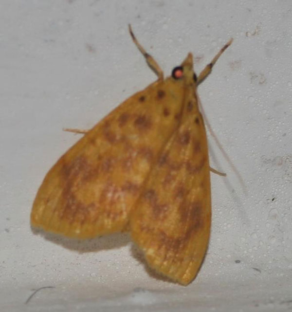 /filer/webapps/moths/media/images/O/olesialis_Pioneabathra_A_Jorpeland.jpg