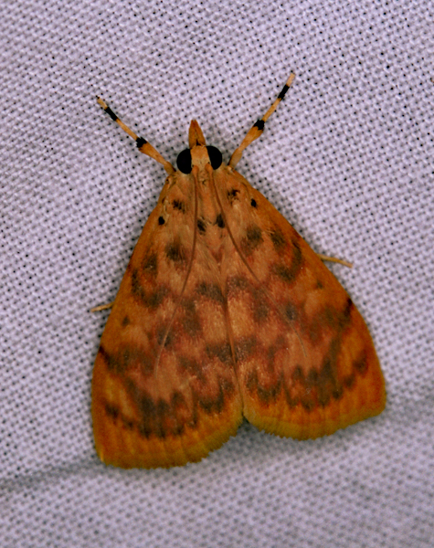 /filer/webapps/moths/media/images/O/olesialis_Pionebathra_A_Roland_01.jpg