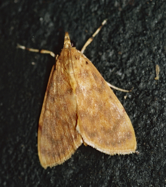 /filer/webapps/moths/media/images/O/olesialis_Pionebathra_A_Roland_01_2Qp7TMU.jpg