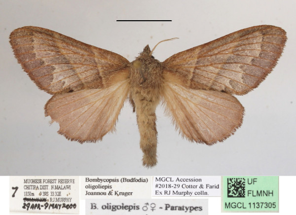 /filer/webapps/moths/media/images/O/oligolepis_Bombycopsis_AF_MGCLa_02.JPG