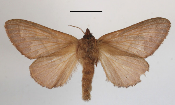/filer/webapps/moths/media/images/O/oligolepis_Bombycopsis_AF_MGCLb_02.JPG