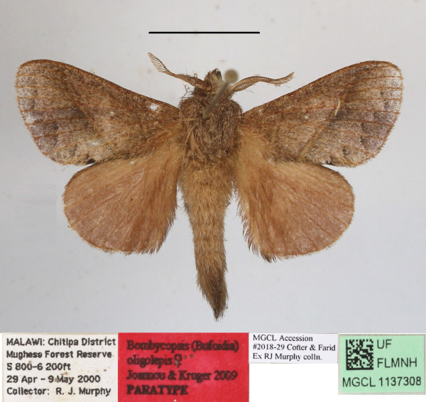 /filer/webapps/moths/media/images/O/oligolepis_Bombycopsis_AM_MGCLa_03.JPG