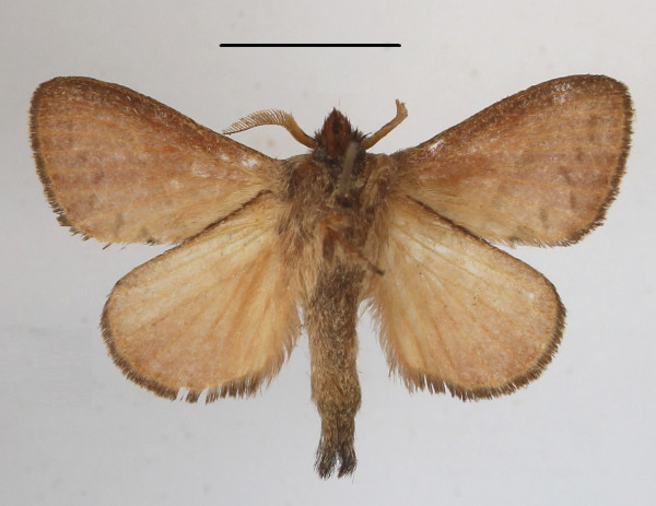 /filer/webapps/moths/media/images/O/oligolepis_Bombycopsis_AM_MGCLb_01.JPG