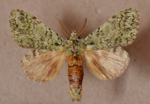 /filer/webapps/moths/media/images/O/oliva_Desmeocraera_AM_Butler.jpg