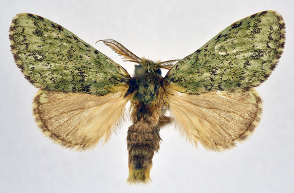/filer/webapps/moths/media/images/O/oliva_Desmeocraera_AM_NHMO.jpg