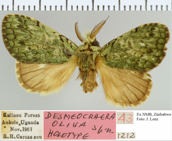 /filer/webapps/moths/media/images/O/oliva_Desmeocraera_HT_NMB.jpg