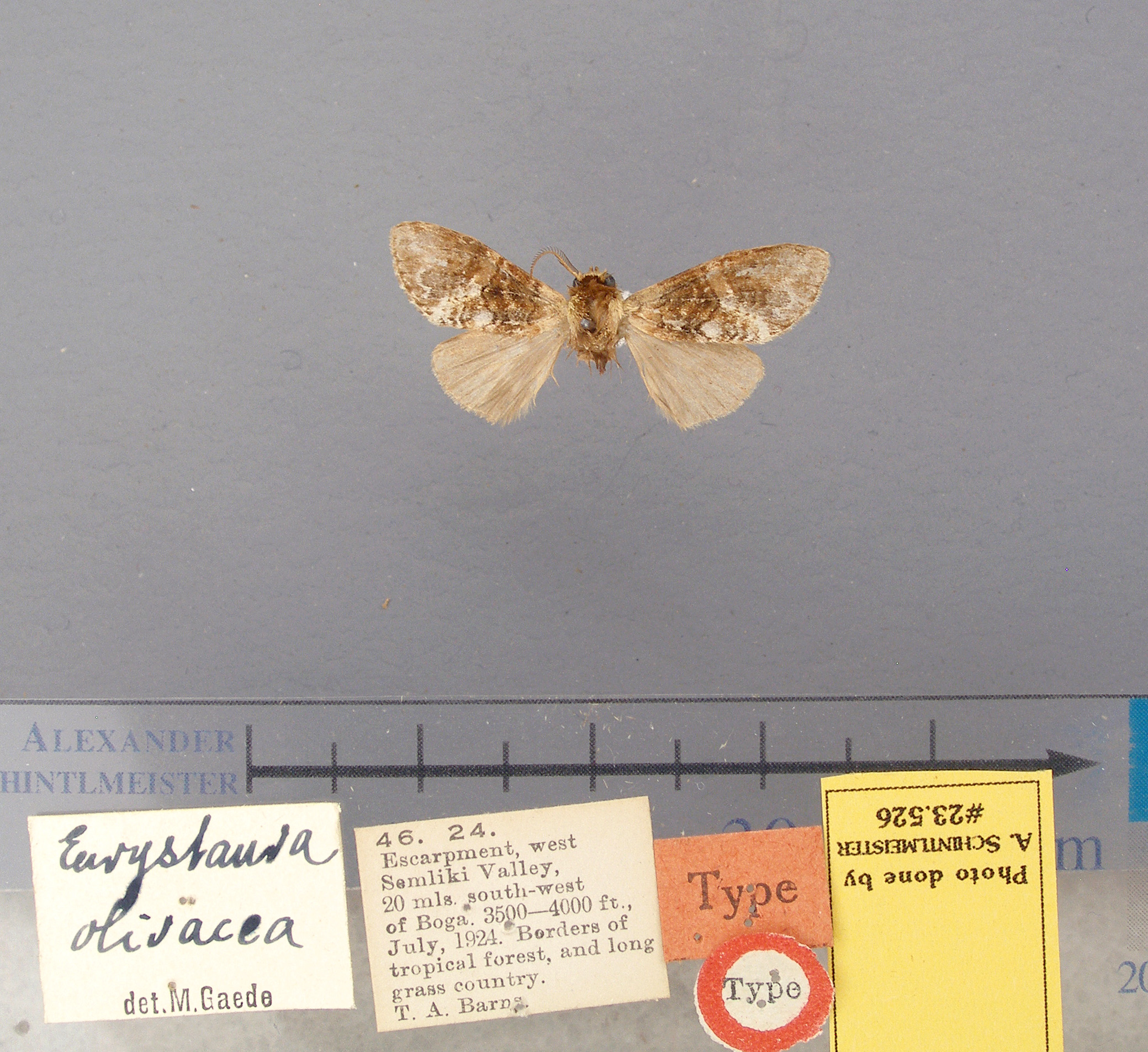 /filer/webapps/moths/media/images/O/olivacea-Eurystauridia-23526-LT-Uganda.jpg