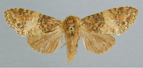 /filer/webapps/moths/media/images/O/olivacea_Eurystauridia_A_RMCA_02.jpg