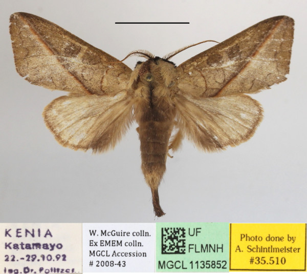 /filer/webapps/moths/media/images/O/olivacea_Peratodonta_A_MGCLa_01.JPG