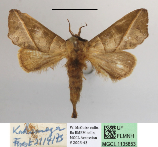 /filer/webapps/moths/media/images/O/olivacea_Peratodonta_A_MGCLa_02.JPG