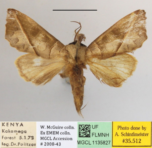 /filer/webapps/moths/media/images/O/olivacea_Peratodonta_A_MGCLa_03.JPG