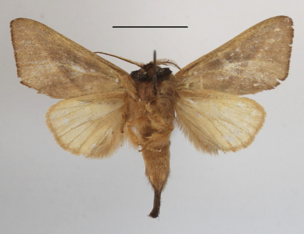 /filer/webapps/moths/media/images/O/olivacea_Peratodonta_A_MGCLb_01.JPG