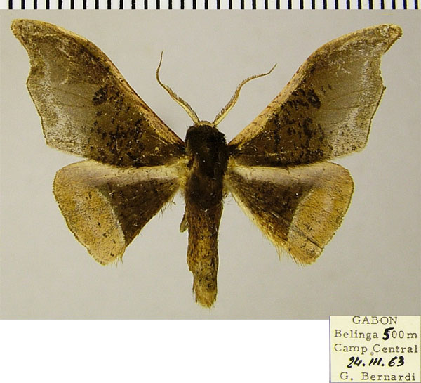 /filer/webapps/moths/media/images/O/olivacea_Sphingomima_AM_ZSMa.jpg