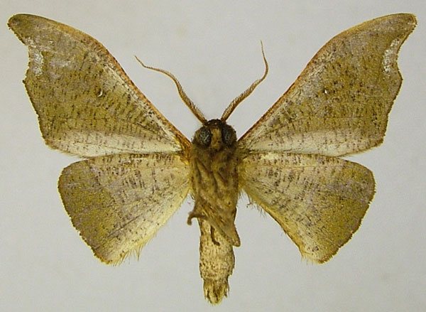 /filer/webapps/moths/media/images/O/olivacea_Sphingomima_AM_ZSMb.jpg