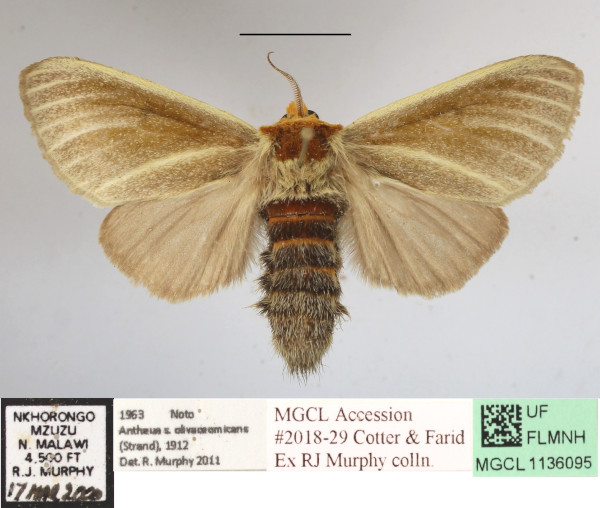 /filer/webapps/moths/media/images/O/olivaceomicans_Antheua_A_MGCLa_01.JPG