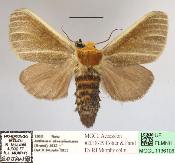 /filer/webapps/moths/media/images/O/olivaceomicans_Antheua_A_MGCLa_02.JPG