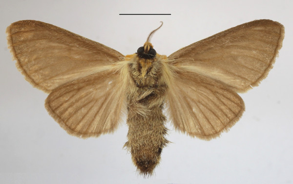 /filer/webapps/moths/media/images/O/olivaceomicans_Antheua_A_MGCLb_01.JPG