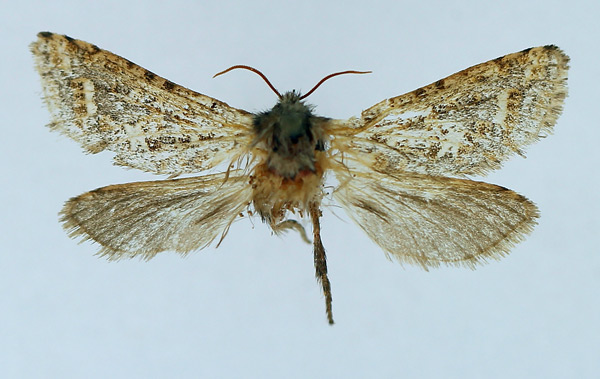 /filer/webapps/moths/media/images/O/olivaceonotata_Gorgopis_AM_TMSA_01.jpg