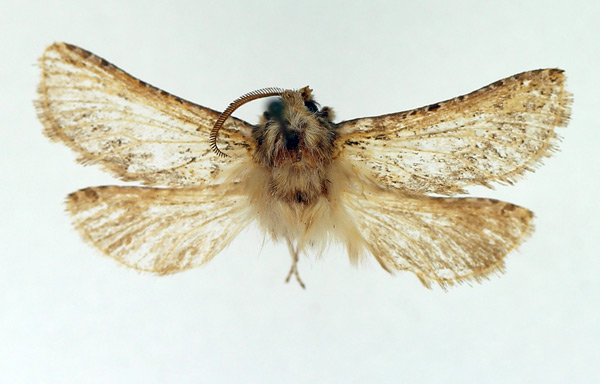 /filer/webapps/moths/media/images/O/olivaceonotata_Gorgopis_AM_TMSA_02.jpg
