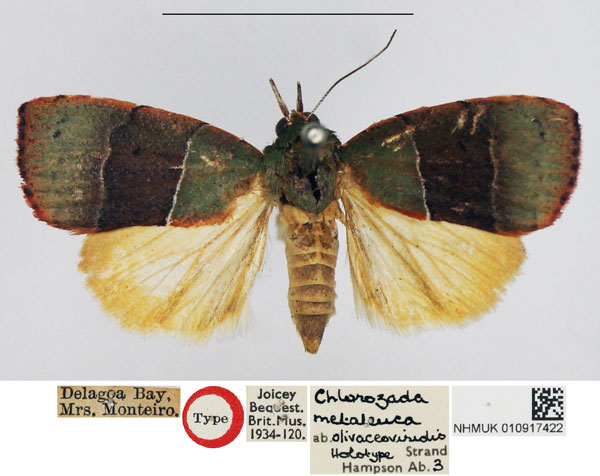 /filer/webapps/moths/media/images/O/olivaceoviridis_Chlorozada_HT_NHMUK.jpg