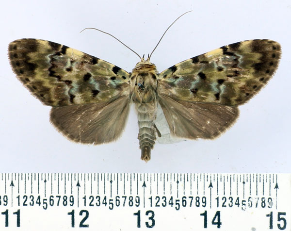 /filer/webapps/moths/media/images/O/olivaria_Eudrapa_AF_BMNH.jpg