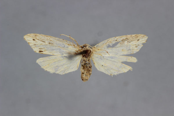 /filer/webapps/moths/media/images/O/olivascens_Exilisia_A_BMNH.jpg