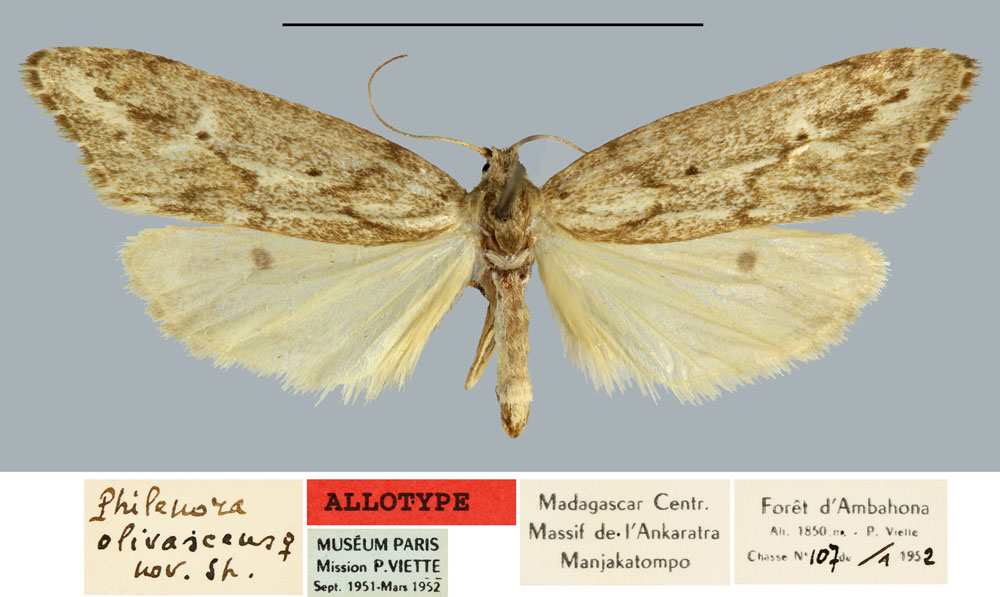 /filer/webapps/moths/media/images/O/olivascens_Philenora_AT_MNHN.jpg