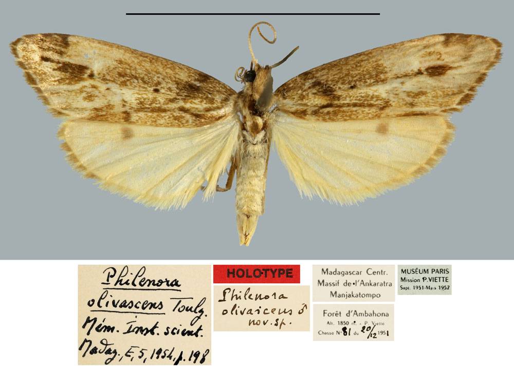 /filer/webapps/moths/media/images/O/olivascens_Philenora_HT_MNHN.jpg