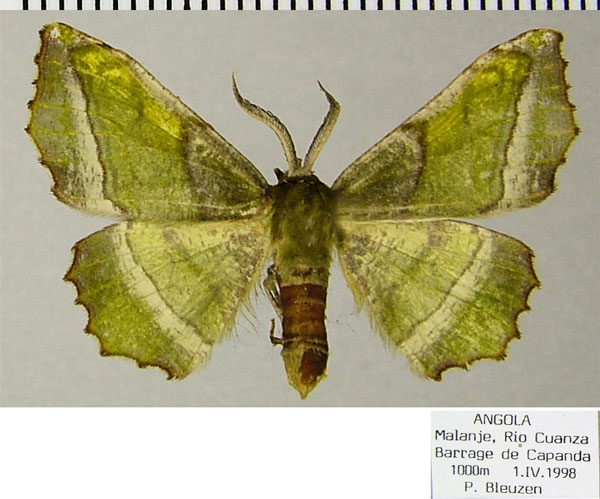 /filer/webapps/moths/media/images/O/olivata_Cophophlebia_AM_ZSMa.jpg