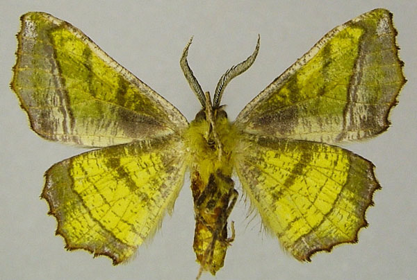 /filer/webapps/moths/media/images/O/olivata_Cophophlebia_AM_ZSMb.jpg