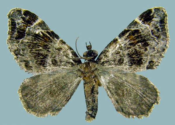 /filer/webapps/moths/media/images/O/olivata_Piercia_AF_ZSMa.jpg