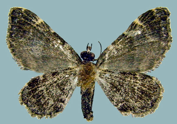 /filer/webapps/moths/media/images/O/olivata_Piercia_AF_ZSMb.jpg