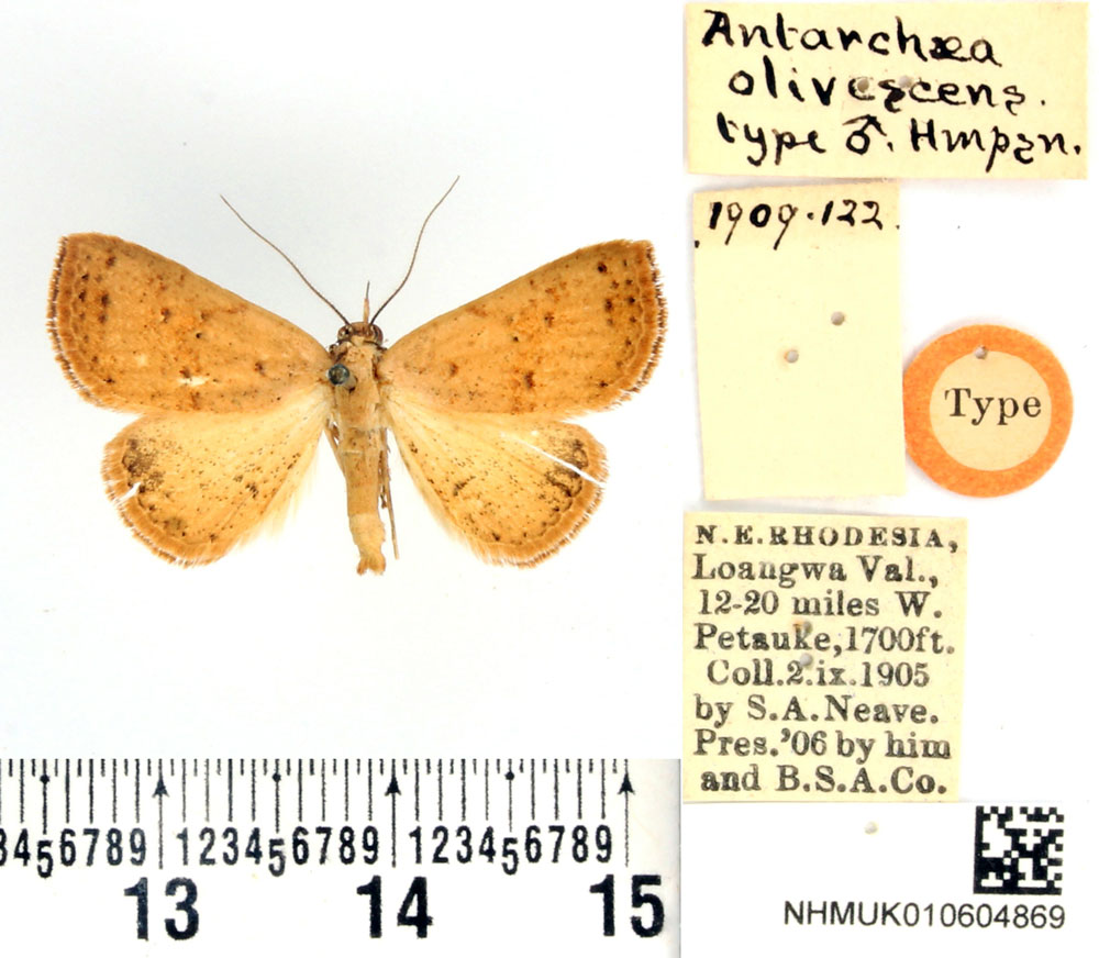 /filer/webapps/moths/media/images/O/olivescens_Antarchaea_HT_BMNH.jpg