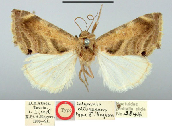 /filer/webapps/moths/media/images/O/olivescens_Calymnia_HT_BMNH.jpg