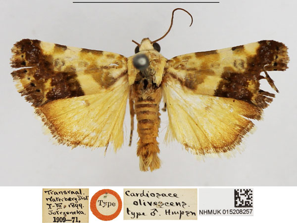 /filer/webapps/moths/media/images/O/olivescens_Cardiosace_HT_NHMUK.jpg