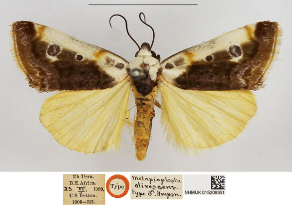 /filer/webapps/moths/media/images/O/olivescens_Metapioplasta_HT_NHMUK.jpg