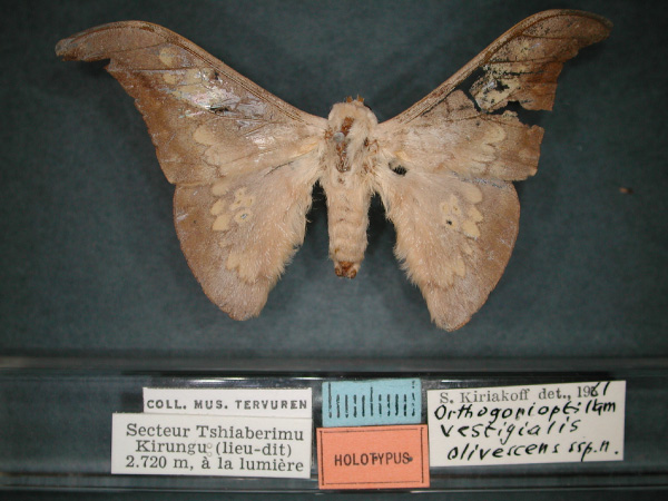 /filer/webapps/moths/media/images/O/olivescens_Orthogonioptilum_HT_RMCA_01.jpg