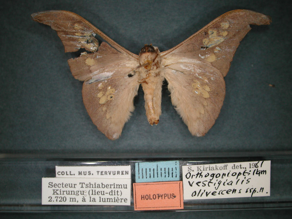 /filer/webapps/moths/media/images/O/olivescens_Orthogonioptilum_HT_RMCA_02.jpg