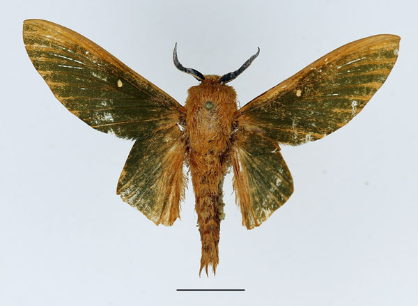 /filer/webapps/moths/media/images/O/olivia_Nepheria_AM_Basquin.jpg