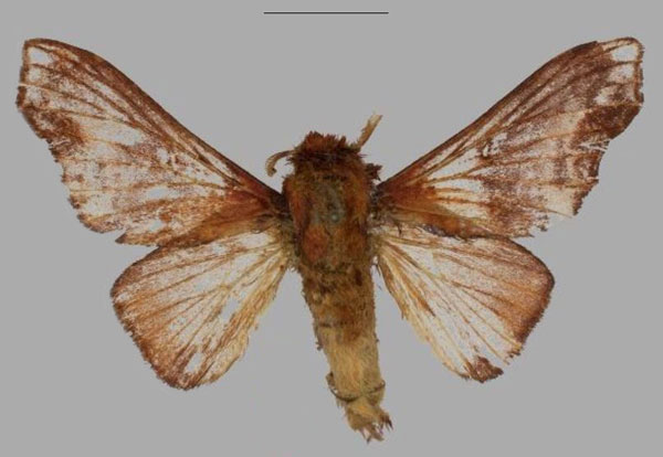 /filer/webapps/moths/media/images/O/oliviae_Hypotrabala_HT_Muller.jpg