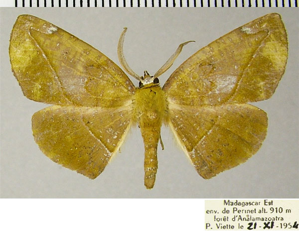 /filer/webapps/moths/media/images/O/olivina_Drepanogynis_AM_ZSMa.jpg