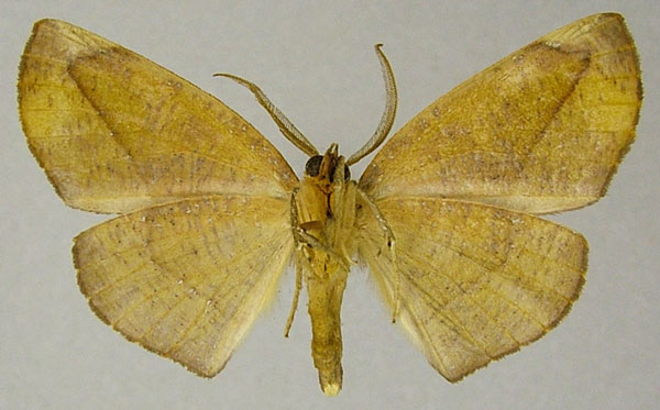 /filer/webapps/moths/media/images/O/olivina_Drepanogynis_AM_ZSMb.jpg