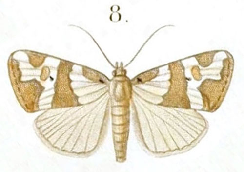 /filer/webapps/moths/media/images/O/olivula_Bankia_HT_Guenee_10-8.jpg