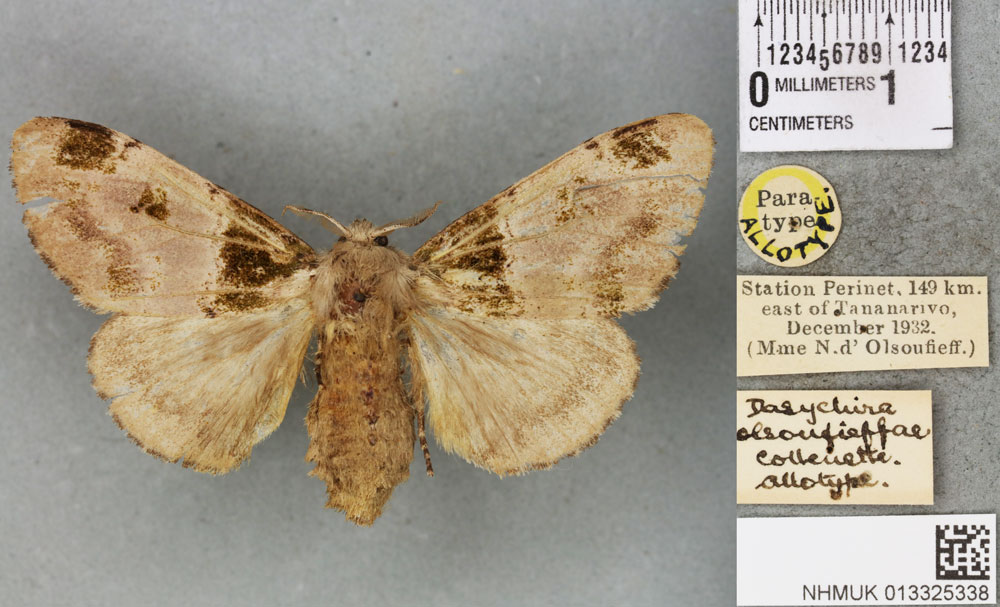/filer/webapps/moths/media/images/O/olsoufieffae_Dasychira_AT_BMNHa.jpg